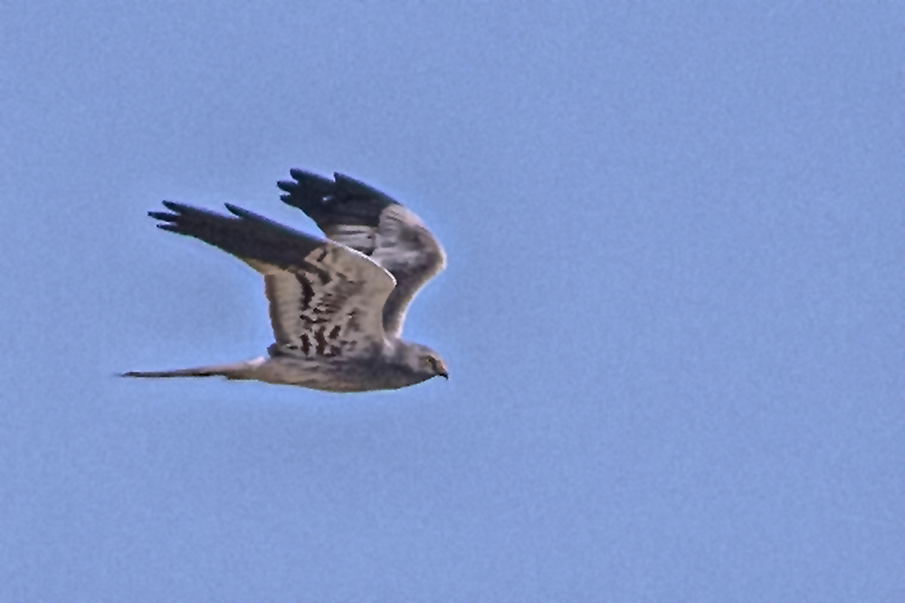 Pallid Harrier